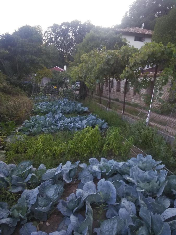 纳斯科别墅旅馆 金沙 外观 照片